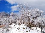 Original Size: 500 x 375, 137KB