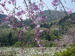 Original Size: 960 x 720, 271KB