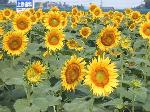 Original Size: 576 x 432, 94KB