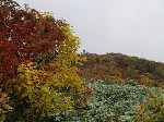 Original Size: 512 x 384, 98KB